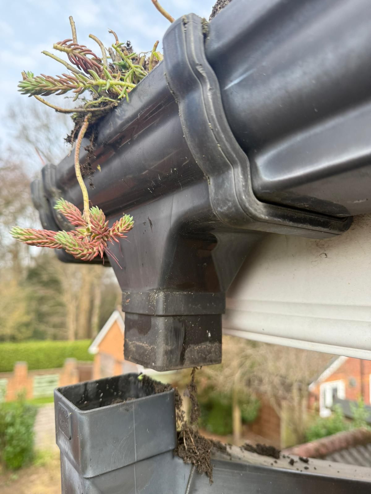 Blocked gutter with plant growing from debris - Dave Wood gutter cleaning service South Manchester